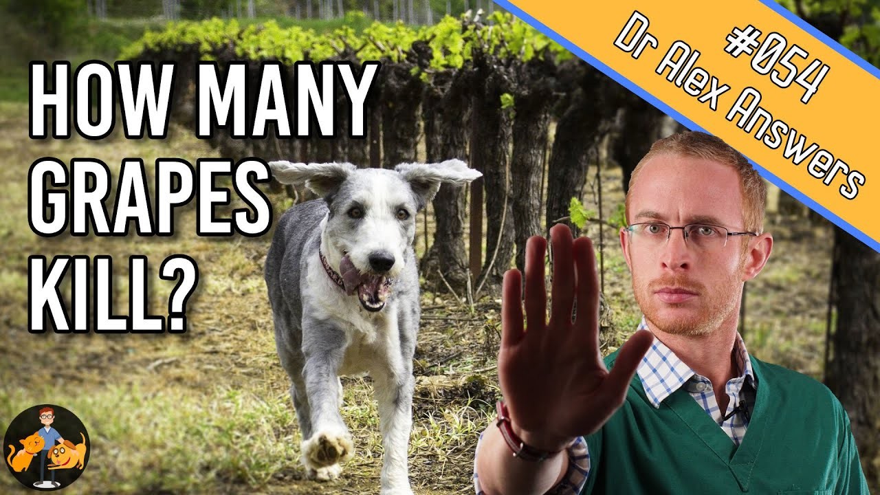 Are Grapes Harmful for Dogs? Exploring the Risks and Symptoms