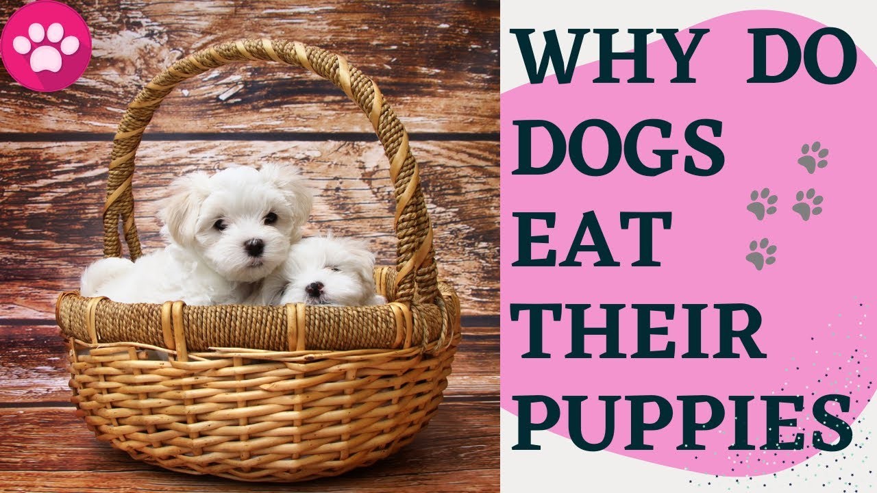 Understanding Why Dogs Eat Their Newborn Puppies Exploring the