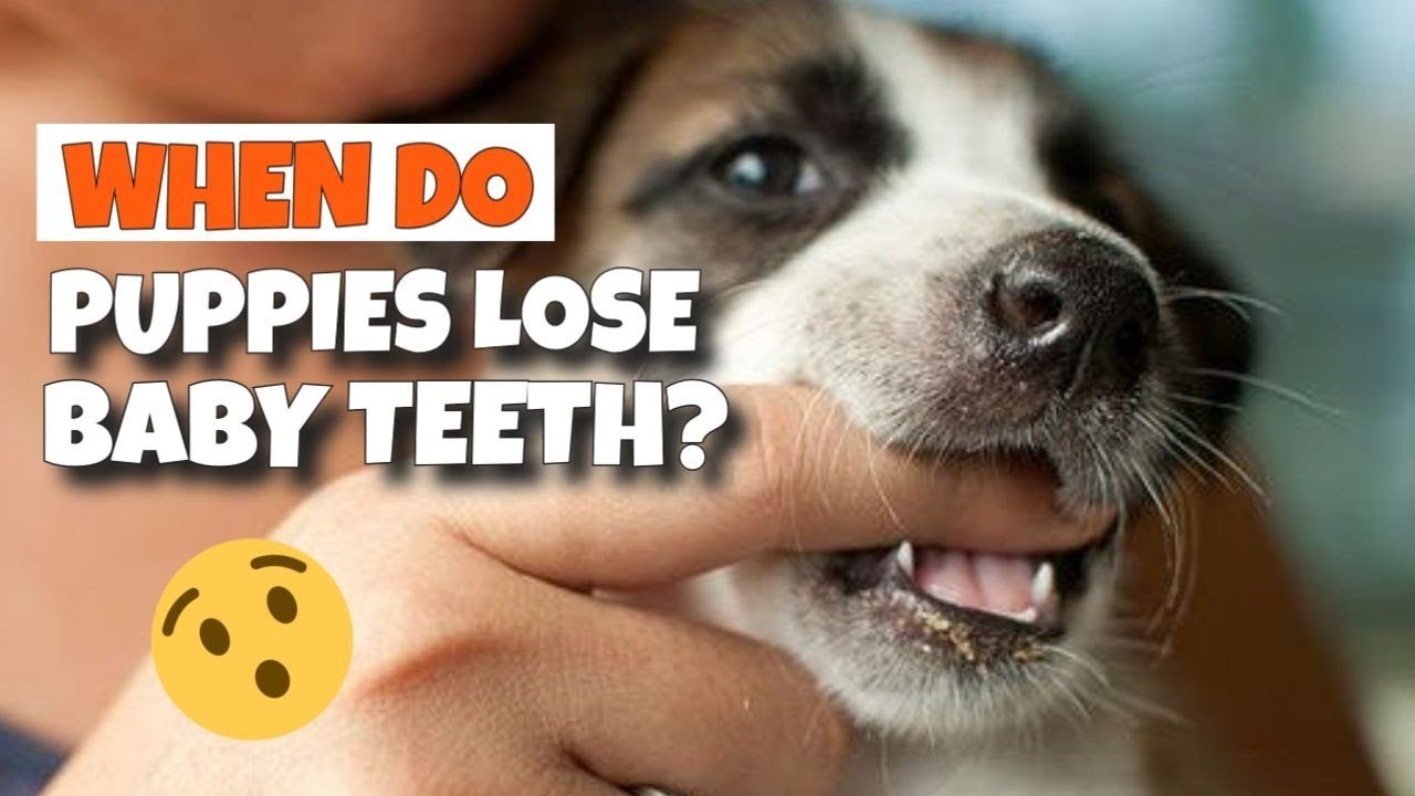 Do dogs teeth grow back?