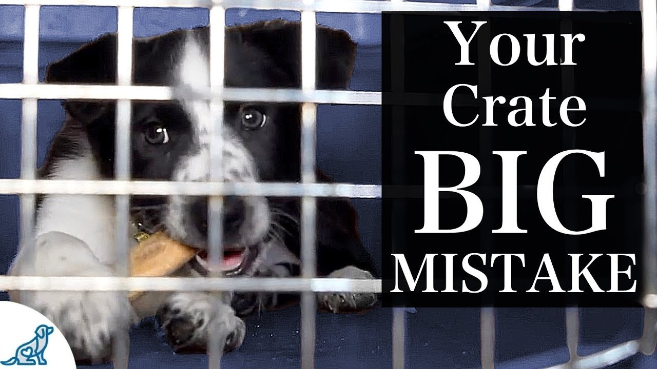 Should You Cover Your Dog's Crate? Pros and Cons