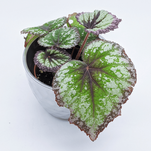 How To Take Care Of A Rex Begonia Nick's Garden Center