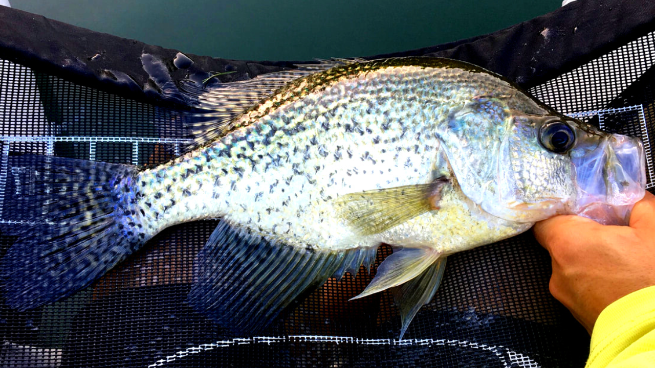 3 Top USA Locations for Crappie Fishing NicolaFishing