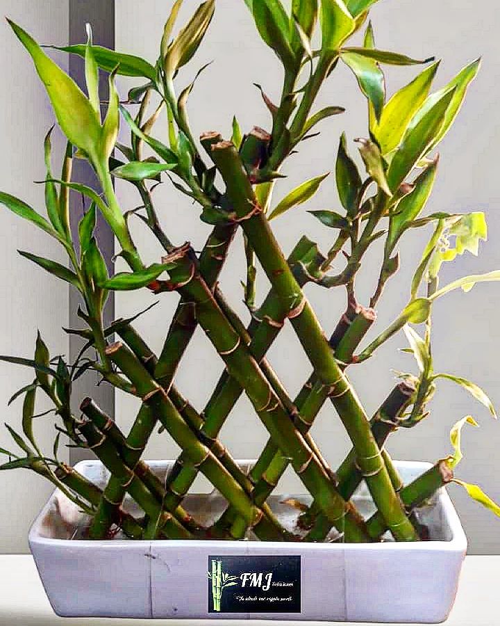 Plants That Look Like Bamboo