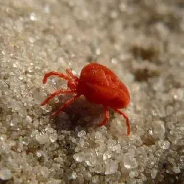 The Battle of the Bugs Clover Mites vs. Chiggers