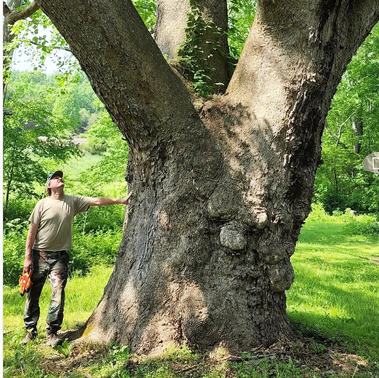 The Best Tree to Plant Near Your House for Shade