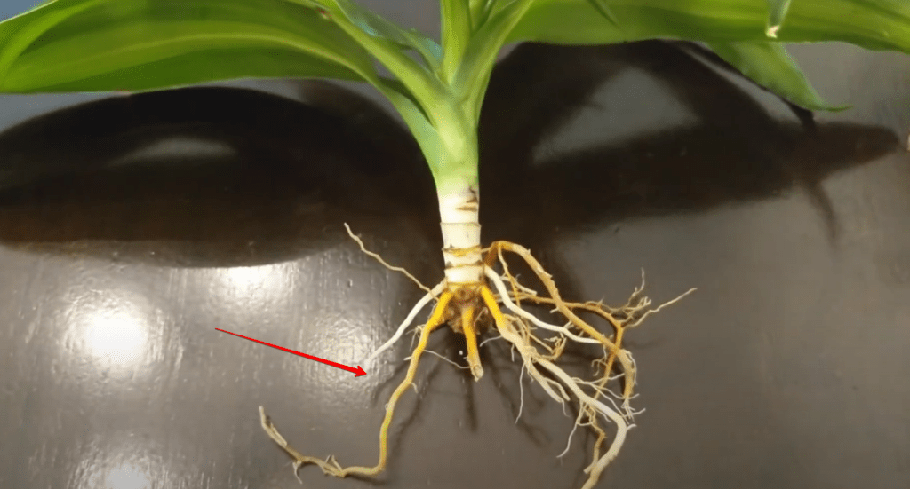 Understanding Dracaena Root Rot Causes and Symptoms