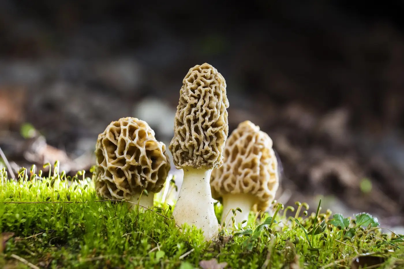 Magical Morel Mushrooms A Savory Wild Food for Boosting Immunity