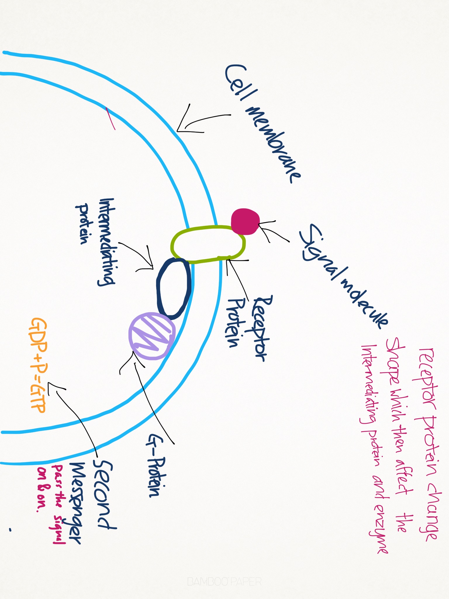Gprotein nicolebiology
