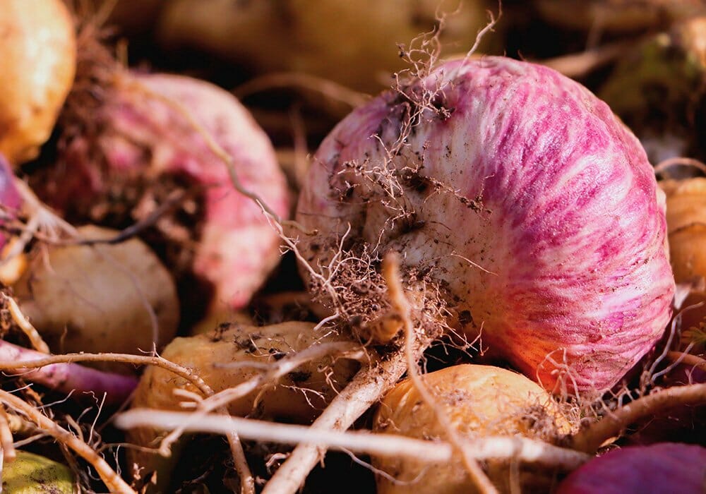 Types Of Maca 3 Roots And Their Powerful Benefits