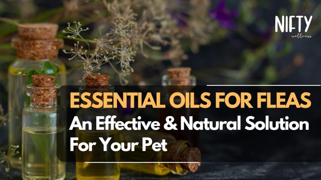Essential Oils for Fleas Natural Solutions Nifty Wellness
