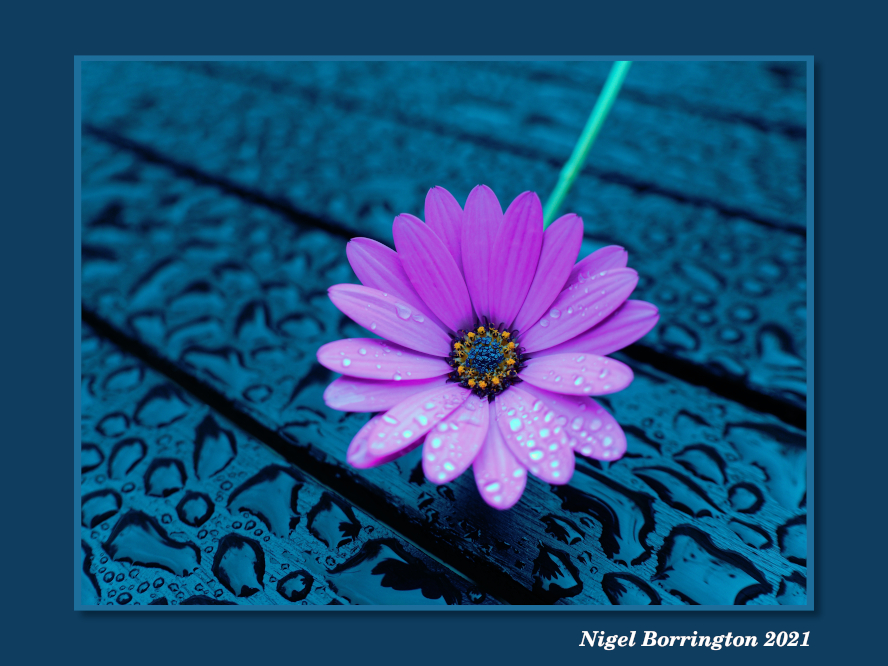 Nigel Borrington Capturing the world with Photography, Painting and