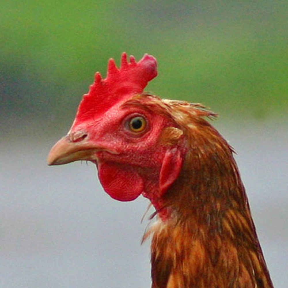chickens Under the counter or a flutter in the dovecote