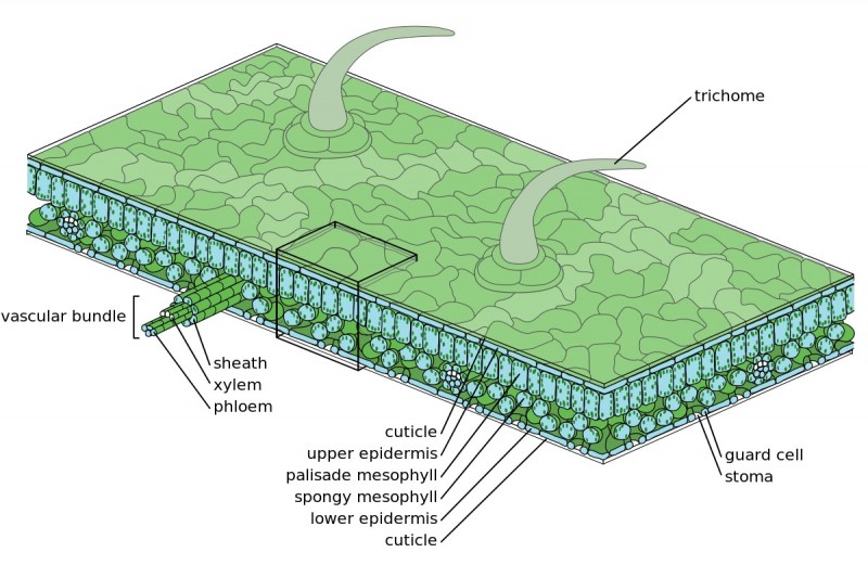 Leaf Structure Plant and Animal Tissues