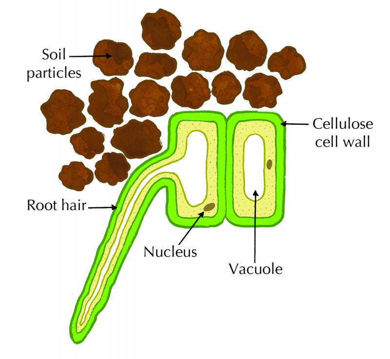 Root Anatomy Plant Systems