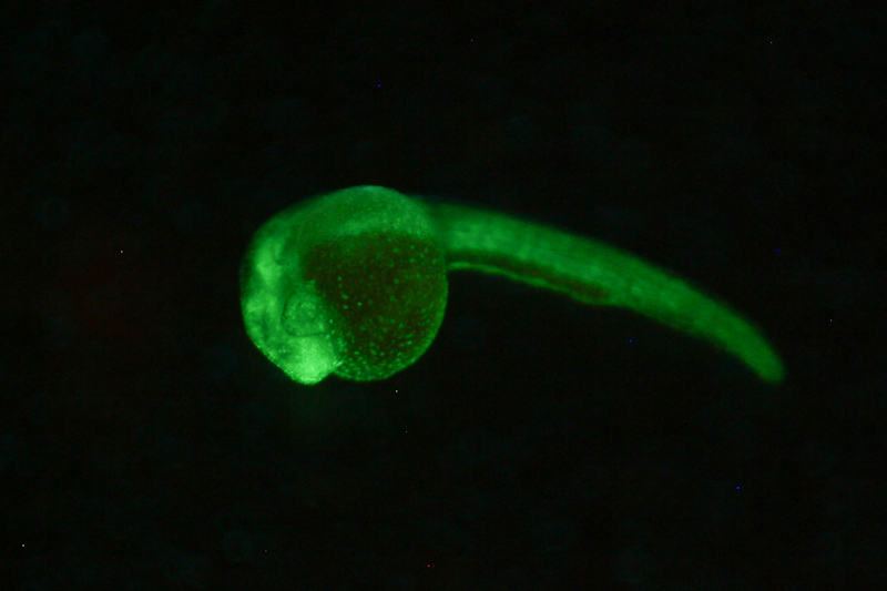 Fluorescent Zebrafish NIGHTSEA Stereo Microscope Fluorescence Adapter