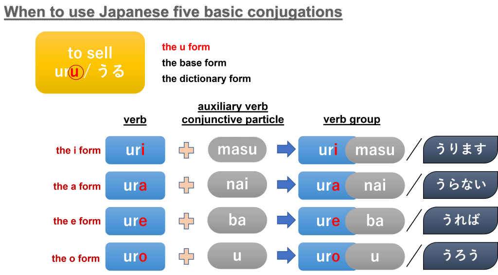 The Japanese verb forms and verb conjugation