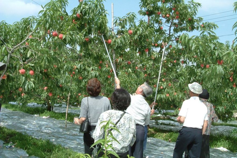 フルーツ童夢やまだ農園｜新潟の観光スポット｜【公式】新潟県のおすすめ観光・旅行情報！にいがた観光ナビ