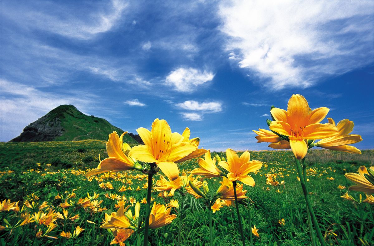 トビシマカンゾウの秘密を探れ！｜新潟県観光協会公式ブログ たびきち｜【公式】新潟県のおすすめ観光・旅行情報！にいがた観光ナビ 国内で見られるのは2か所だけ！？トビシマカンゾウ大群落を見に行こう／佐渡市・大野亀｜新潟県観光協会公式ブログ たびきち｜【公式】新潟県のおすすめ観光・旅行情報！にいがた観光ナビ