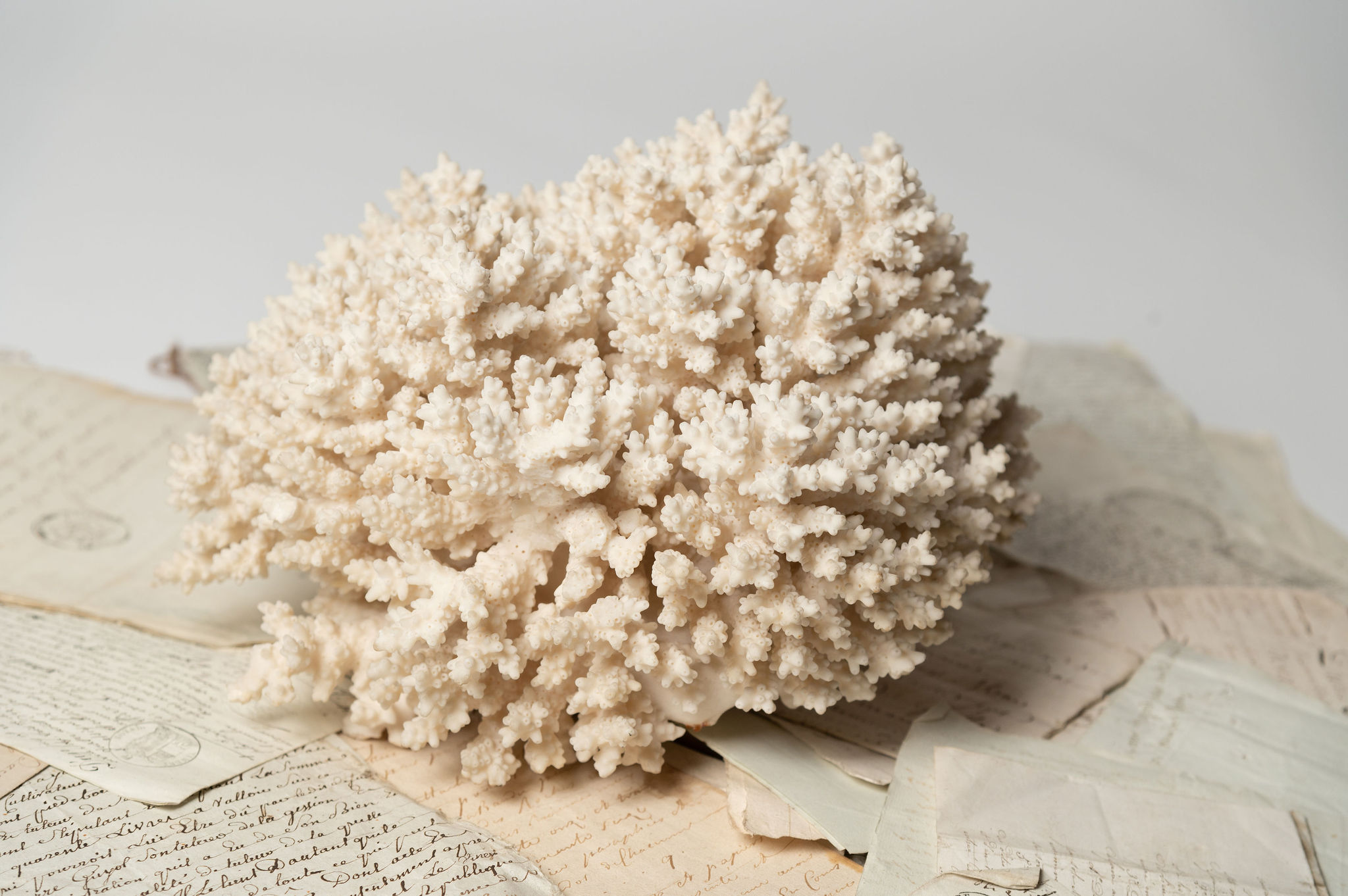 Large antique coral Nikki Page Antiques