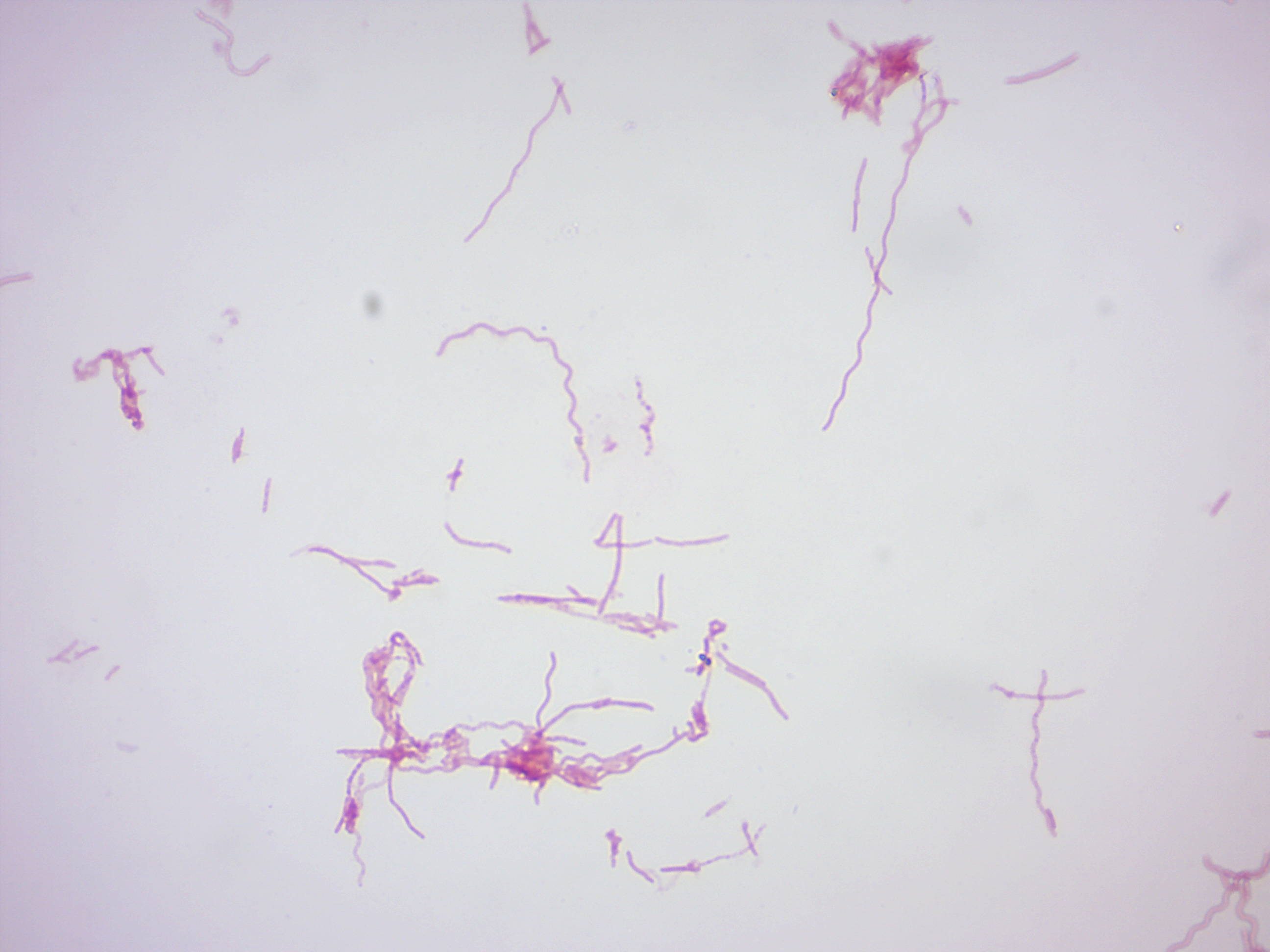 13 Archaea and Bacteria Laboratory Manual For SCI103 Biology I at