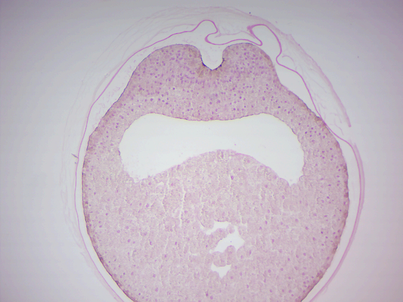 14 Reproduction in Animals and Gametogenesis Laboratory Manual For