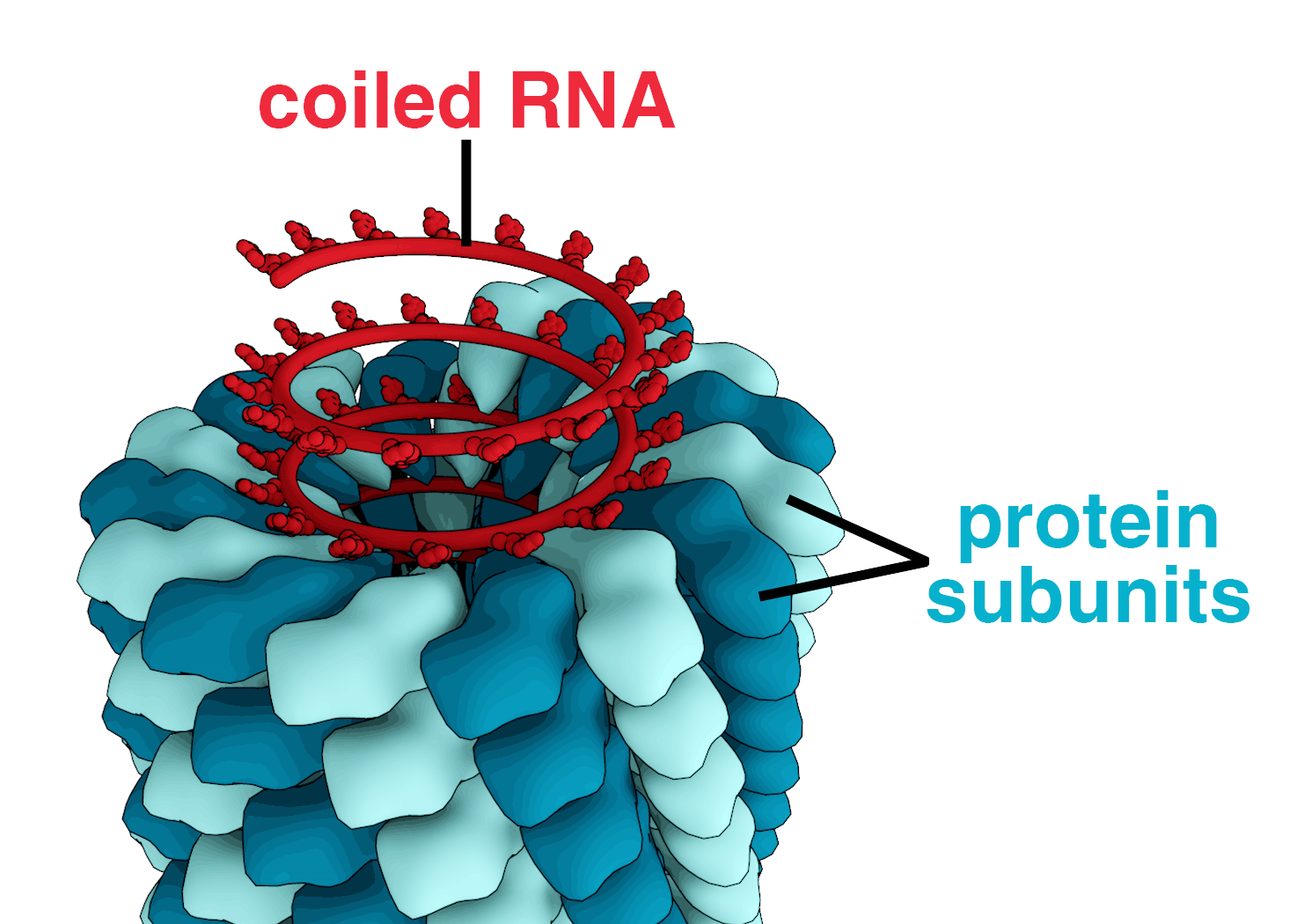 13 Bacteria, Archaea And Viruses Text For Biology at Roxbury