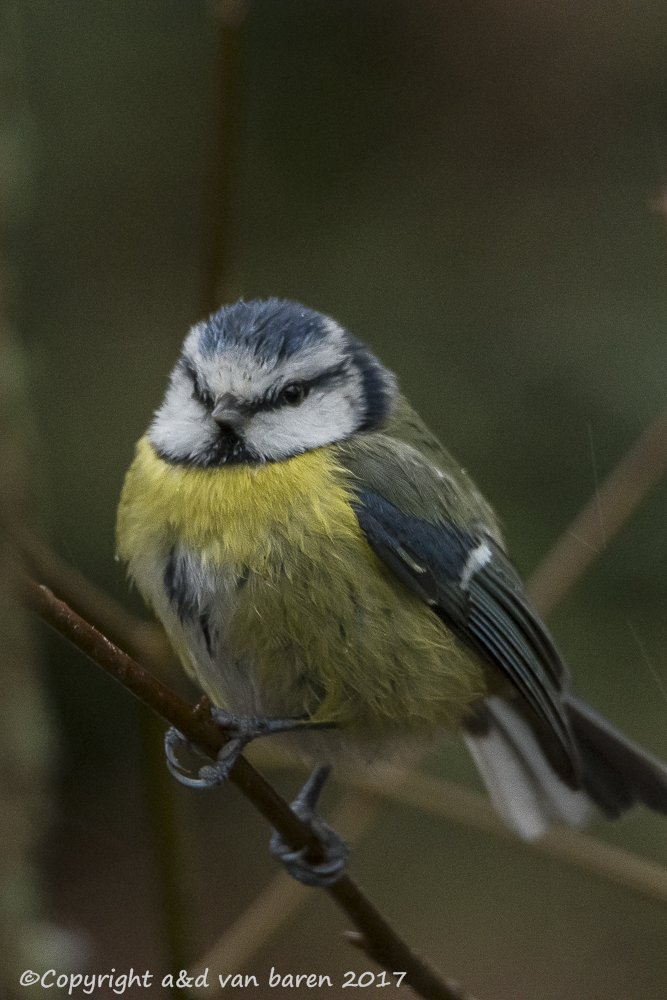 blue tit