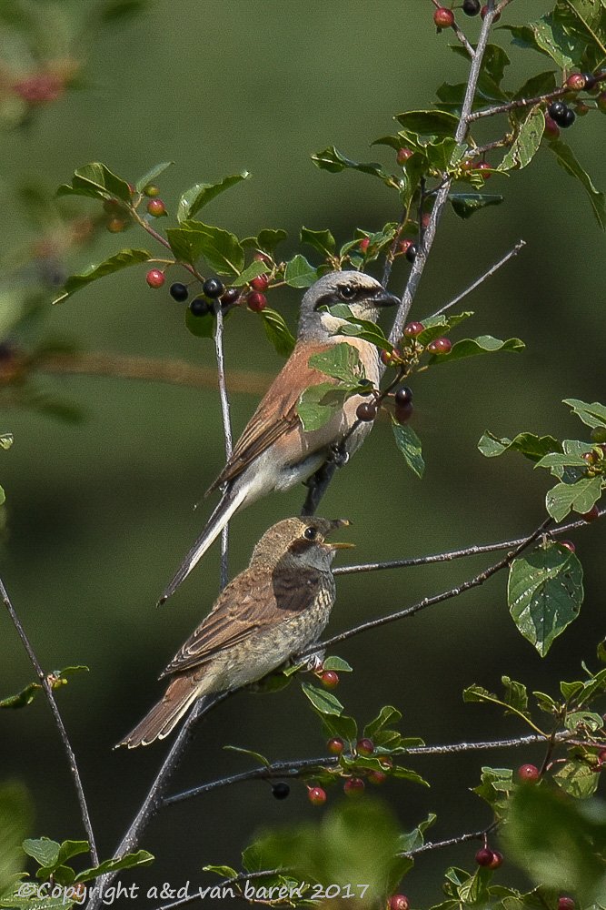 red-backed shrike