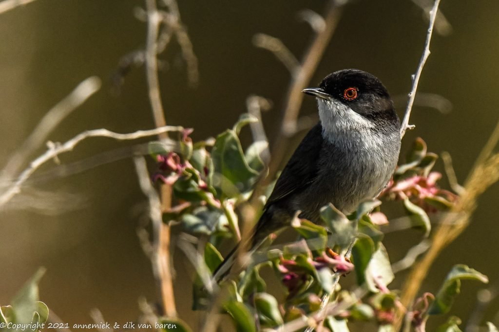 sardinian warbler