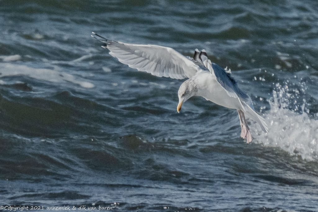 herring gull