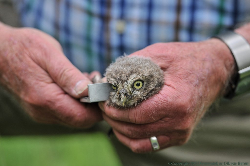 little owl juvenile