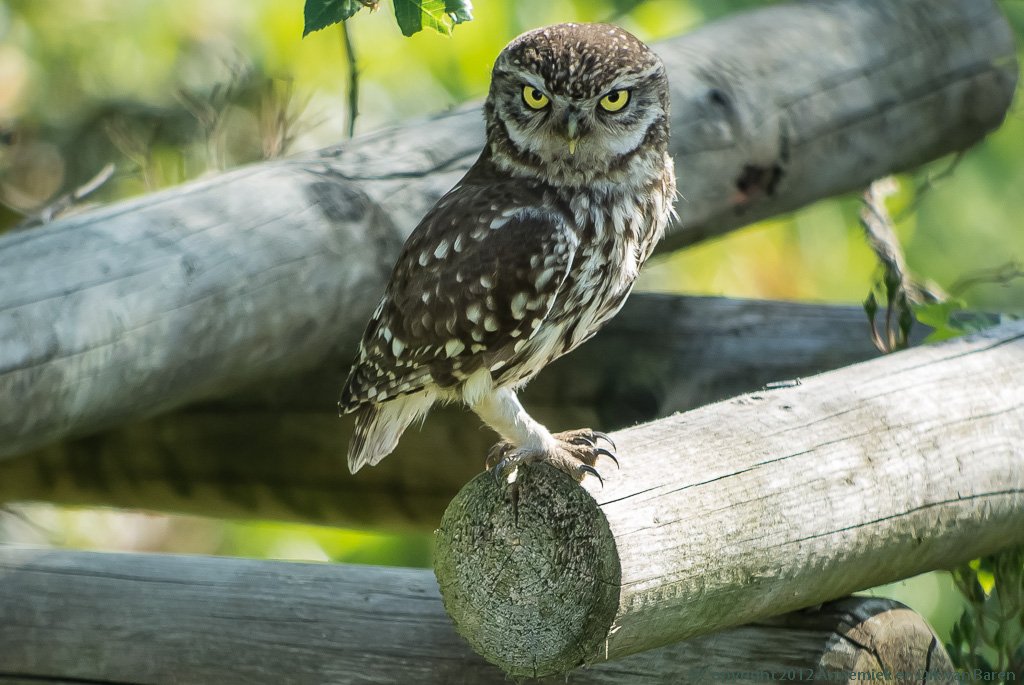 little owl