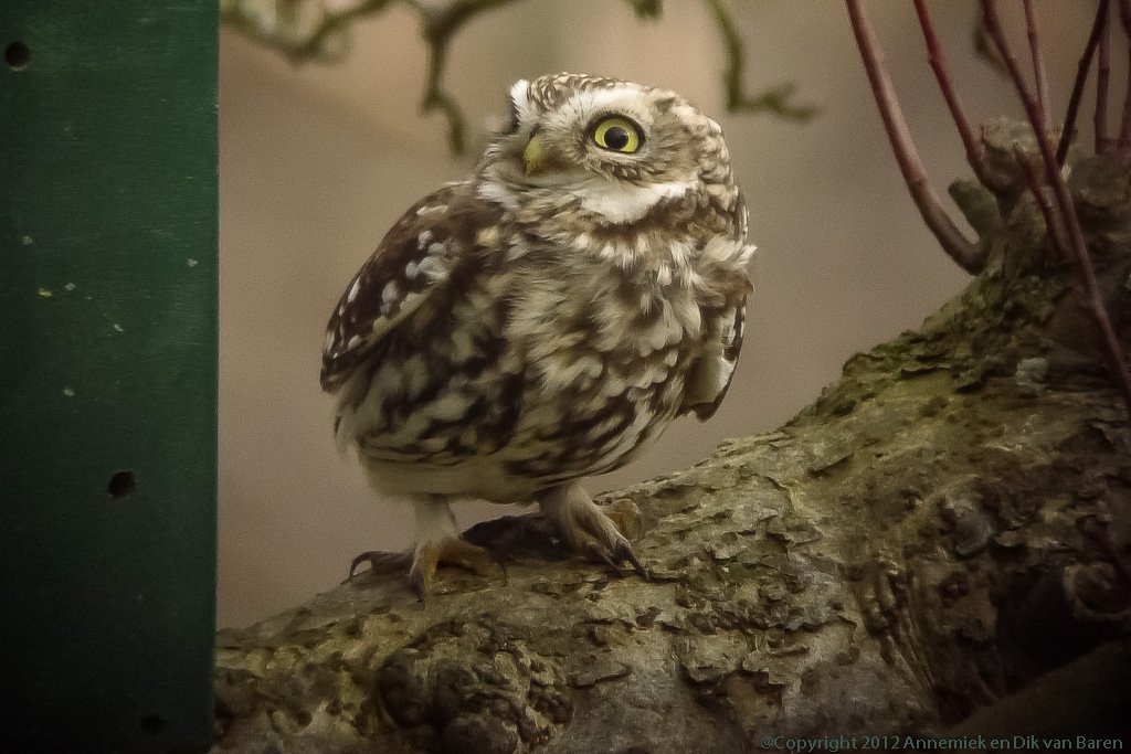 little owl