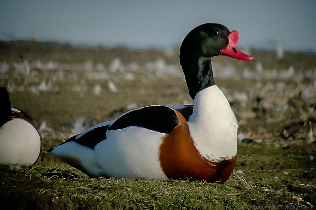 shelduck