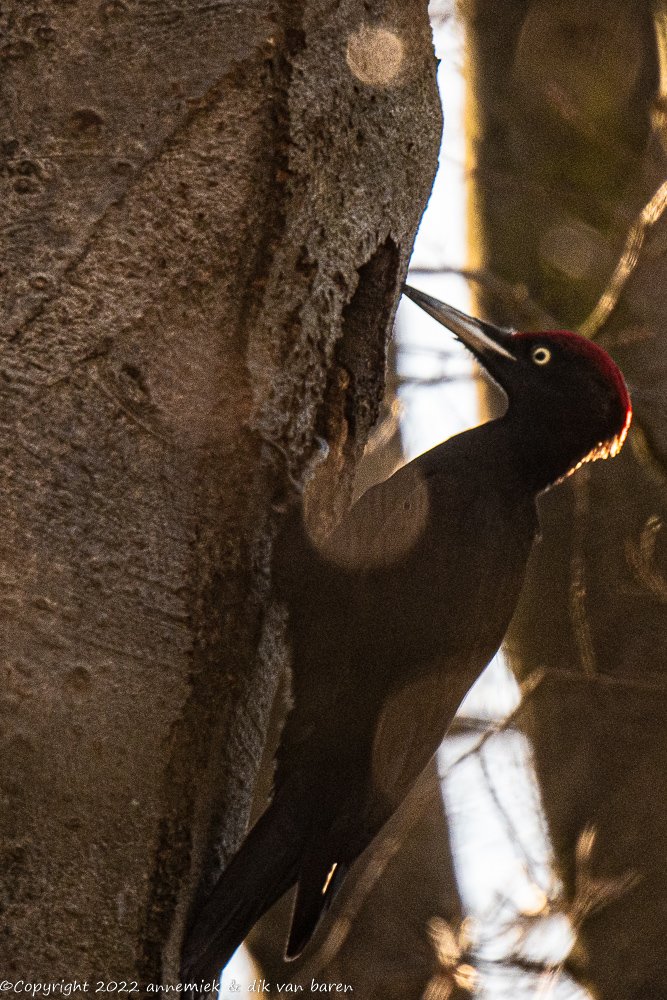 Black Woodpecker