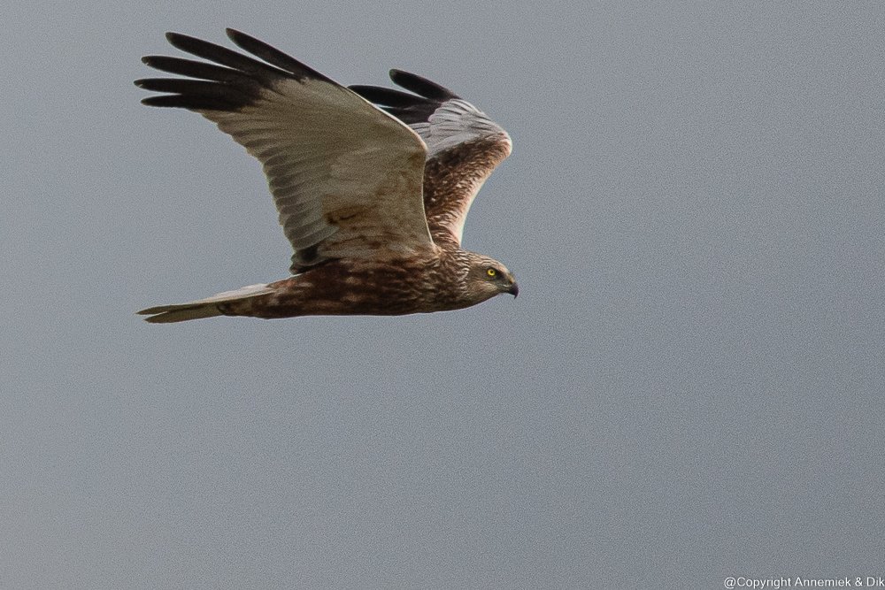 marsh harrier