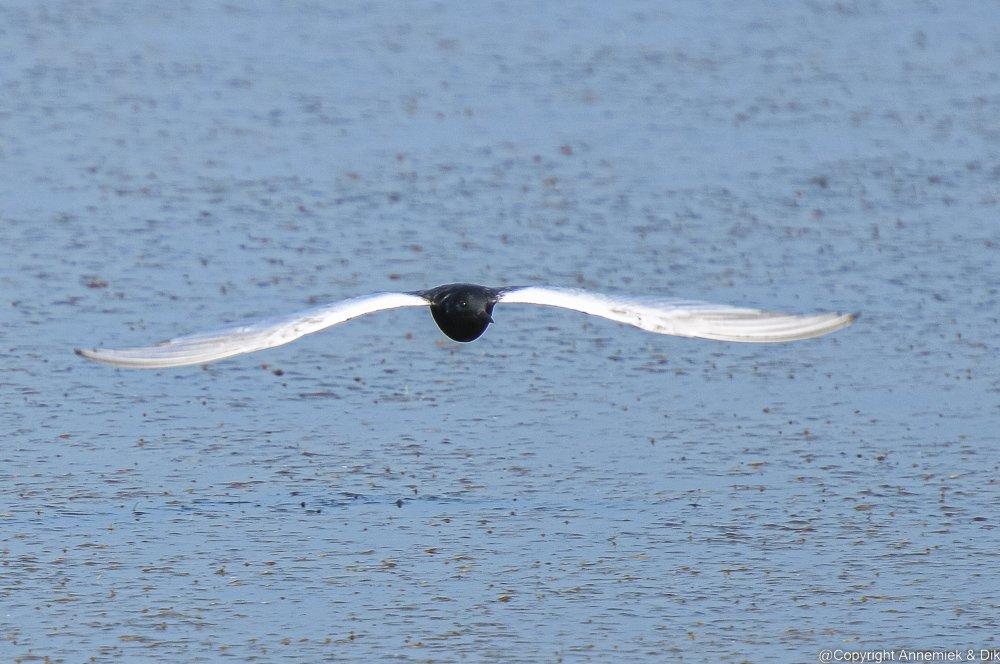 Black Tern