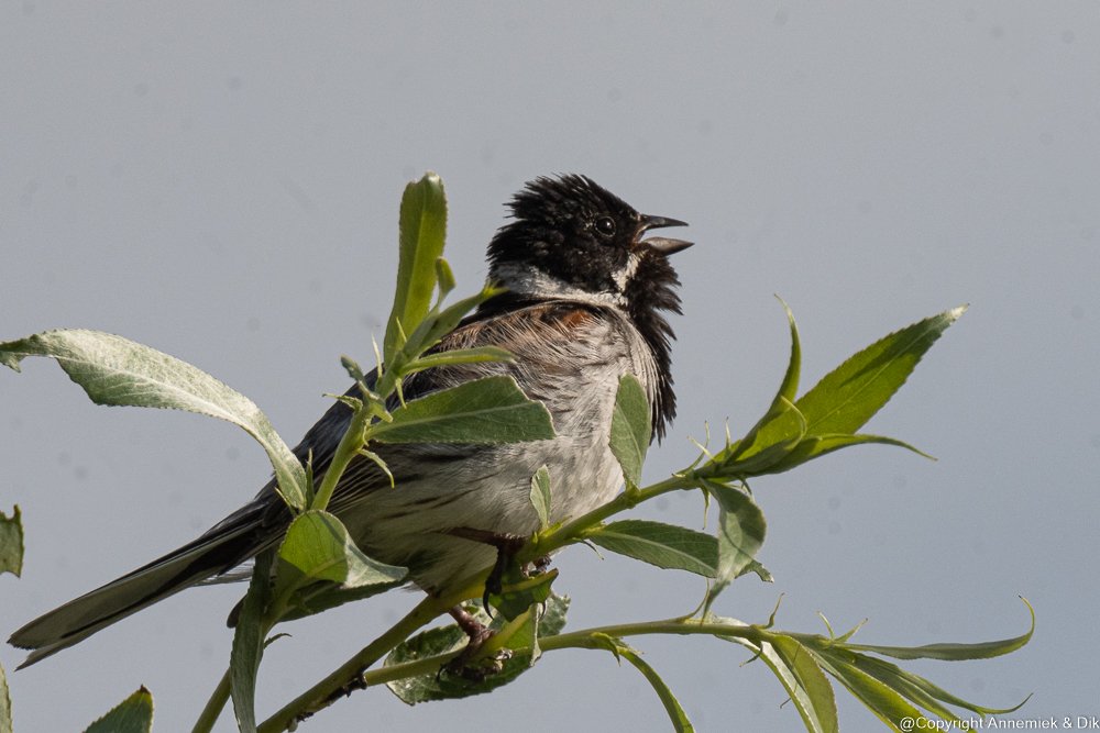 reed bunting