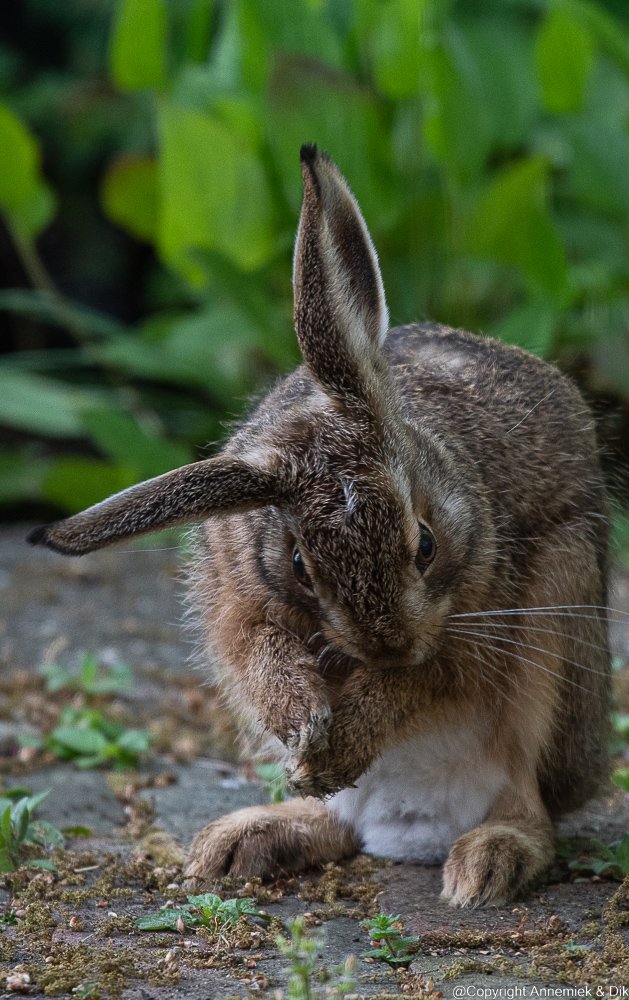 hare