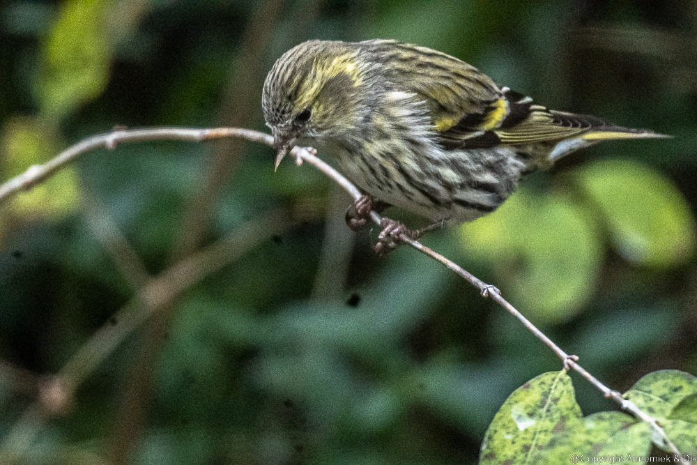 Siskin