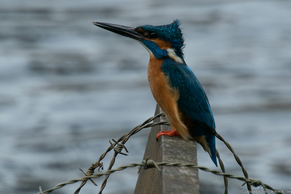 kingfisher