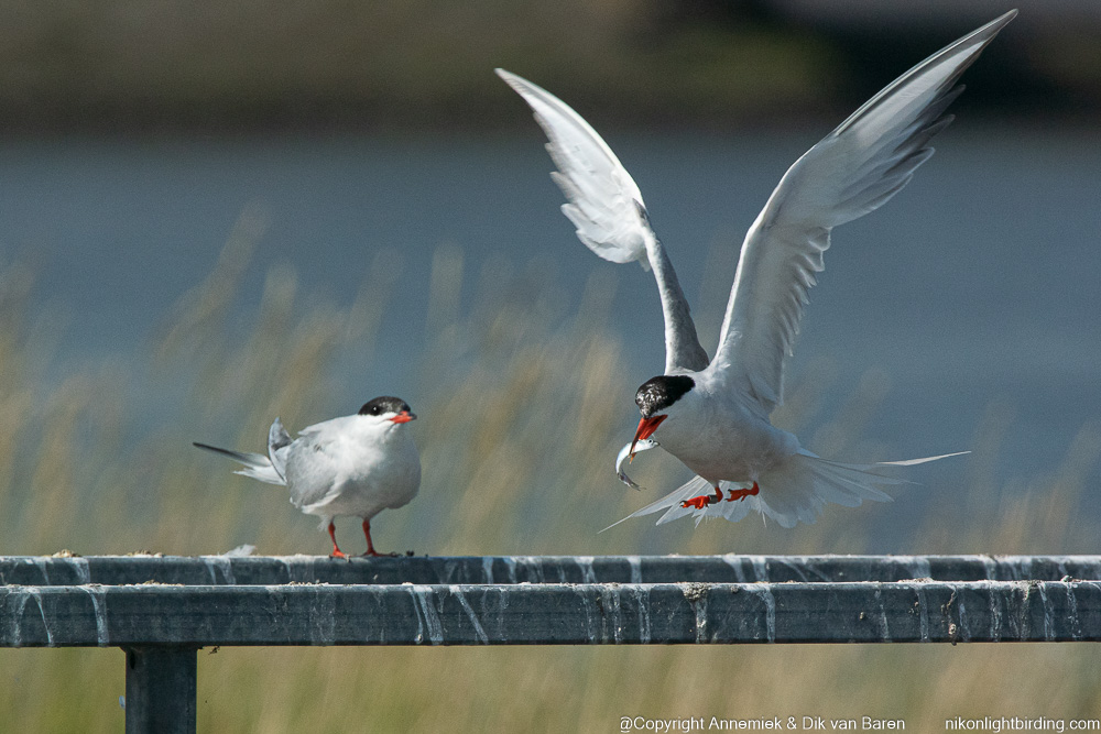 common tern