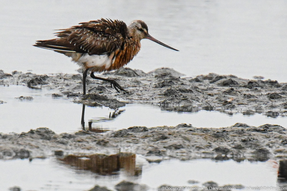 bar-tailed godwit