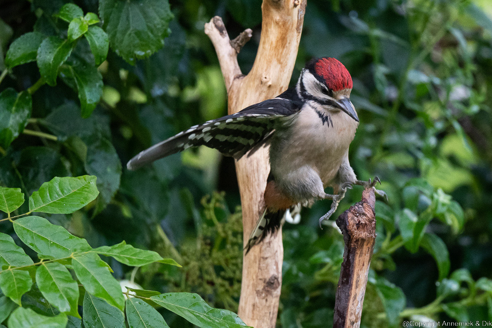 great spotted woodpecker