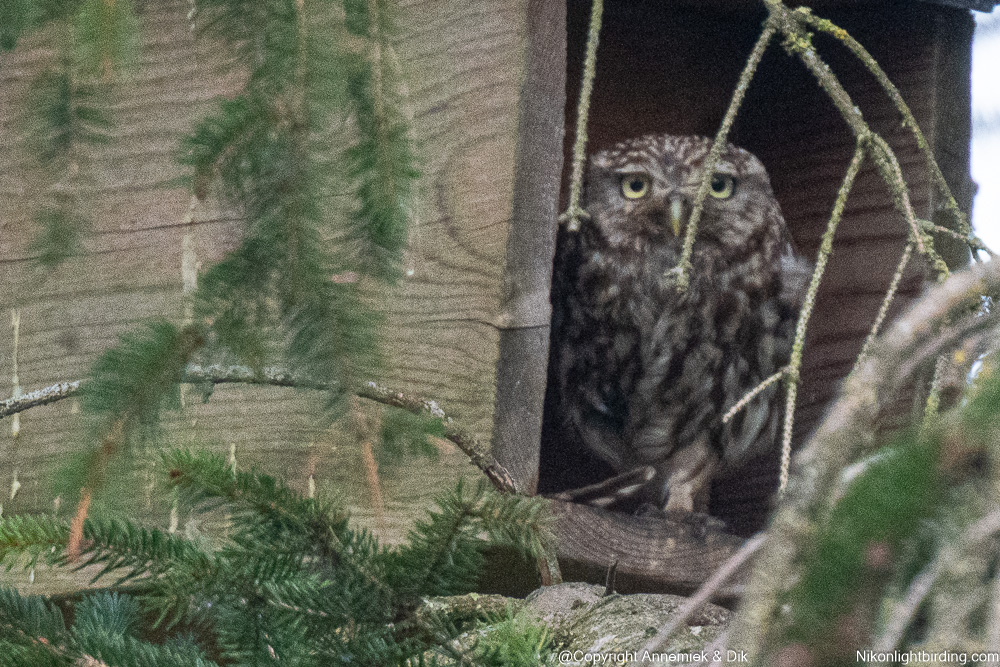 Little owl