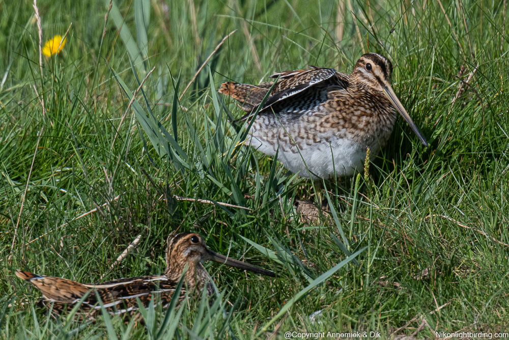 snipe