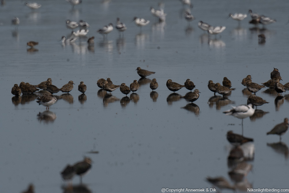 golden plover