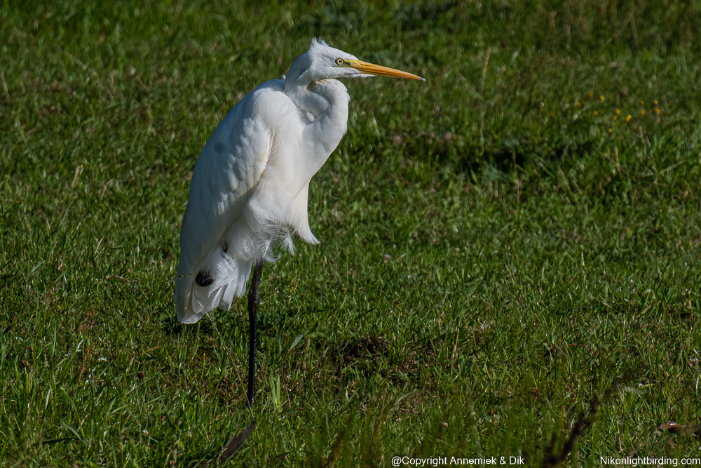 Great White Heron