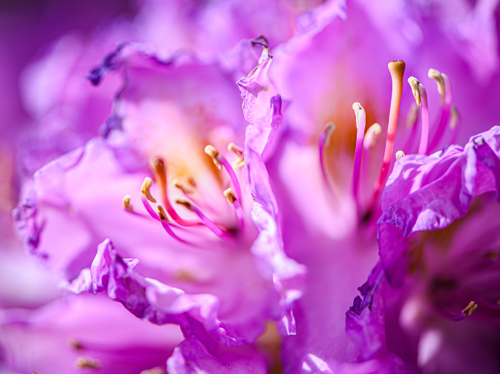 Nikon News » Plant Macro Photography