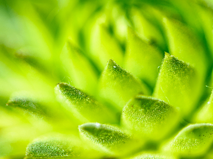 Nikon News » Plant Macro Photography